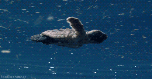 turtle.gif