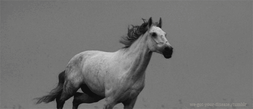 horse gallop
