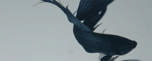 betta-fish-swimming-animated-gif-5