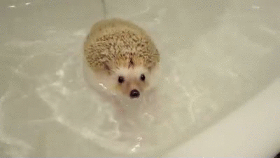 hedgehog-swimming-gif