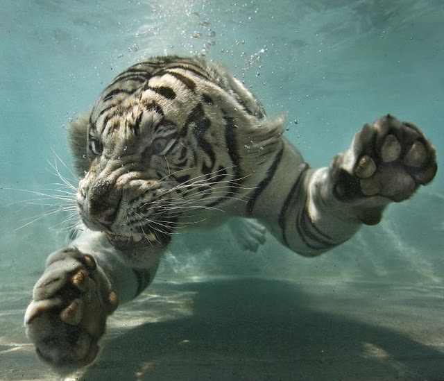 swimming-animals-20