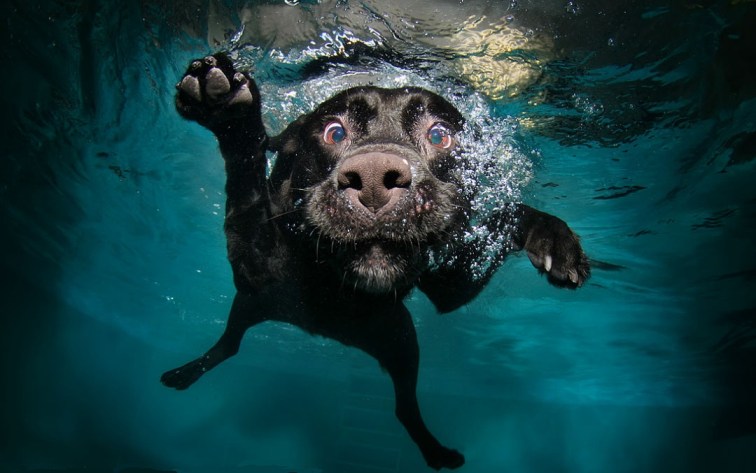 swimming-animals-17